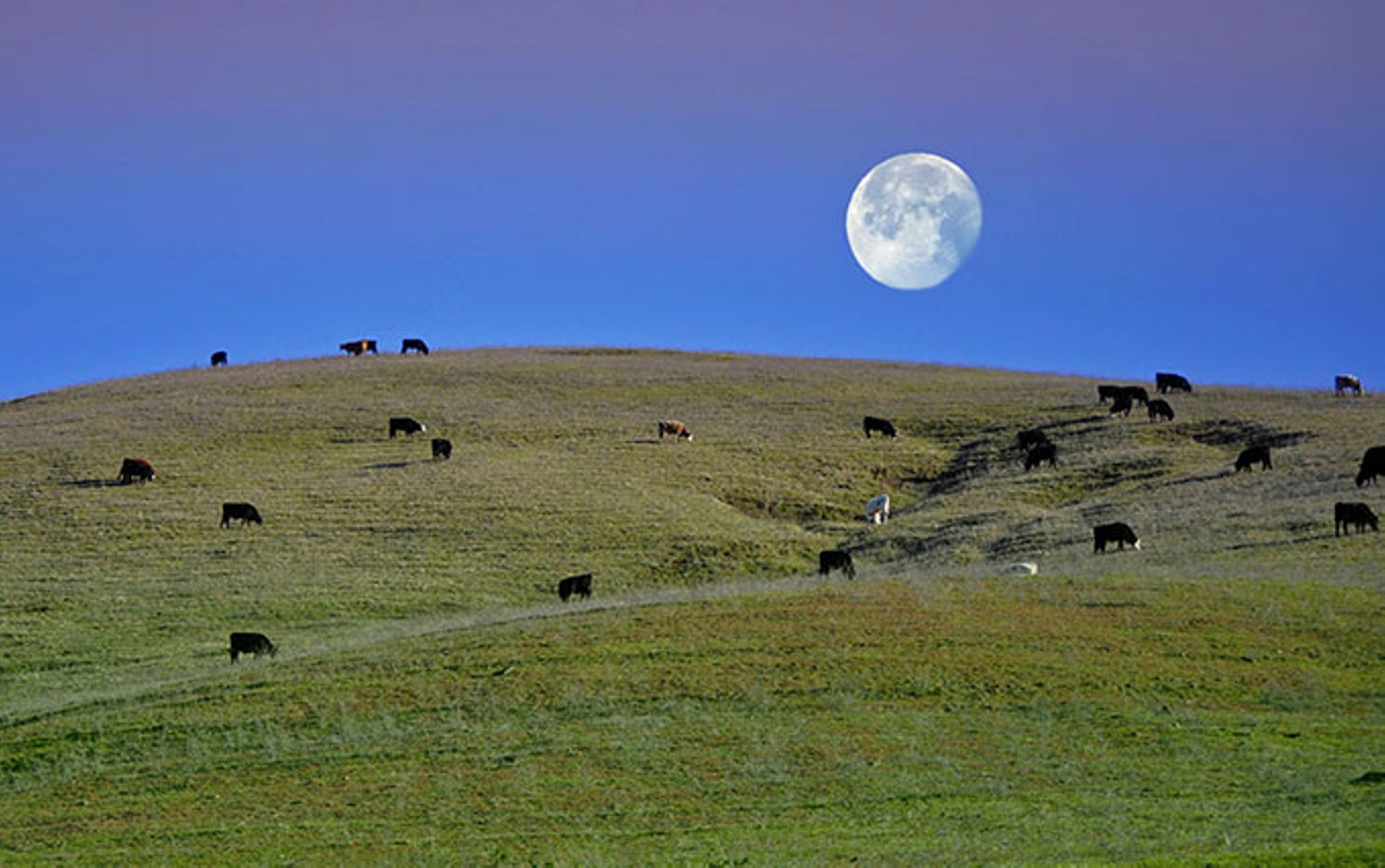 Cattle pasture in Solano County, CA where California Forever will be located.